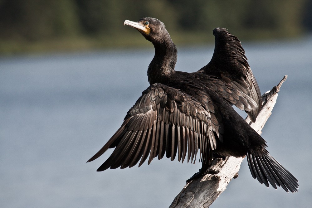 Kormoran