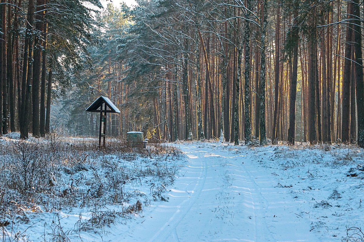 Puszcza Bydgoska