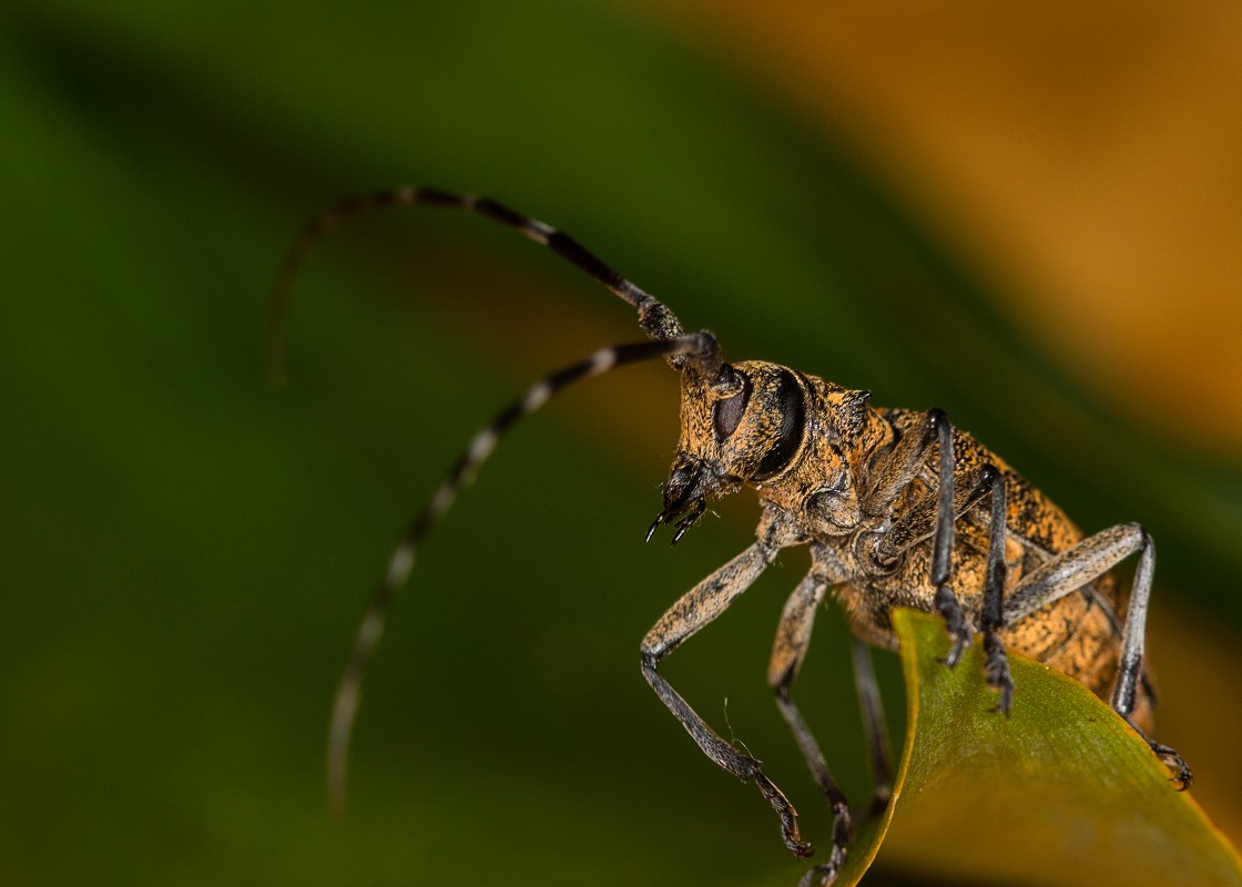 Zbliżenia