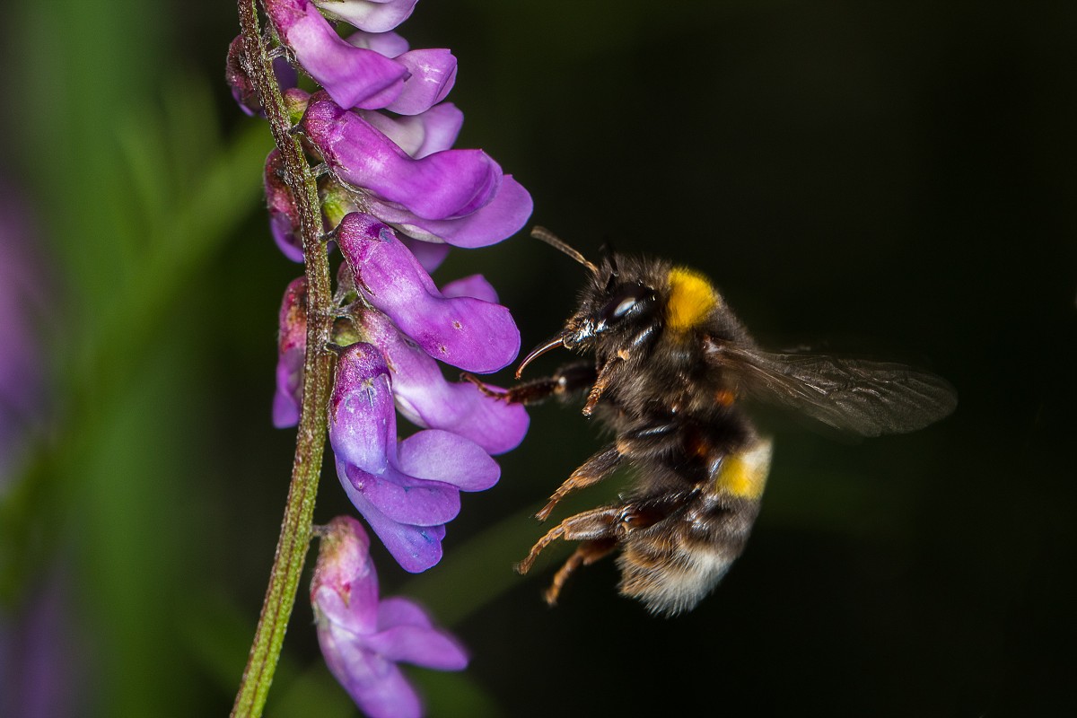 Zbliżenia