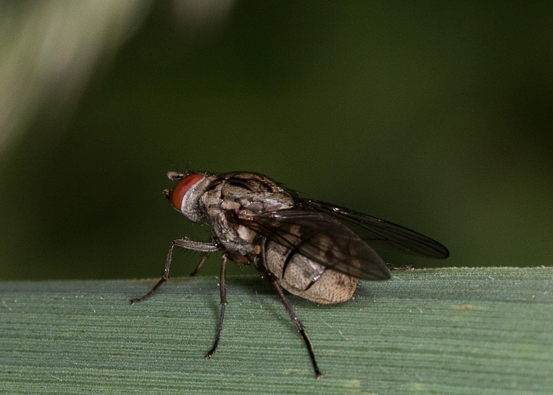 Zbliżenia