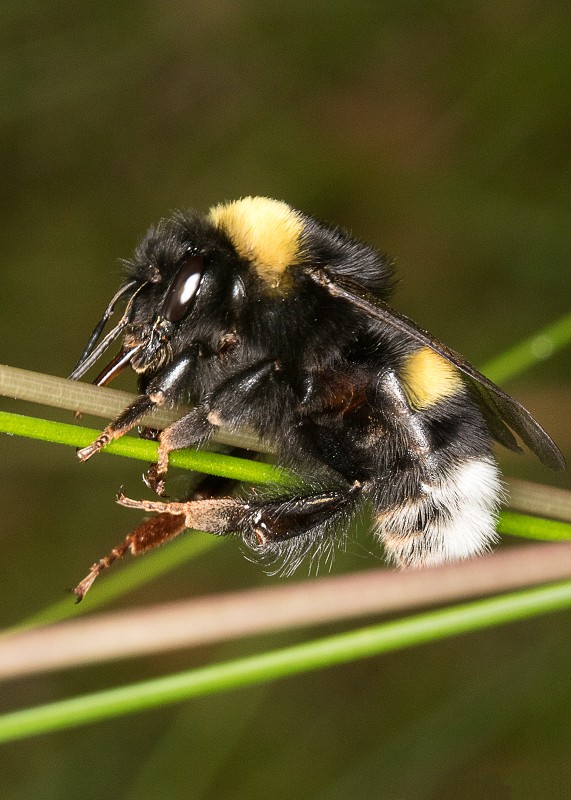 Zbliżenia