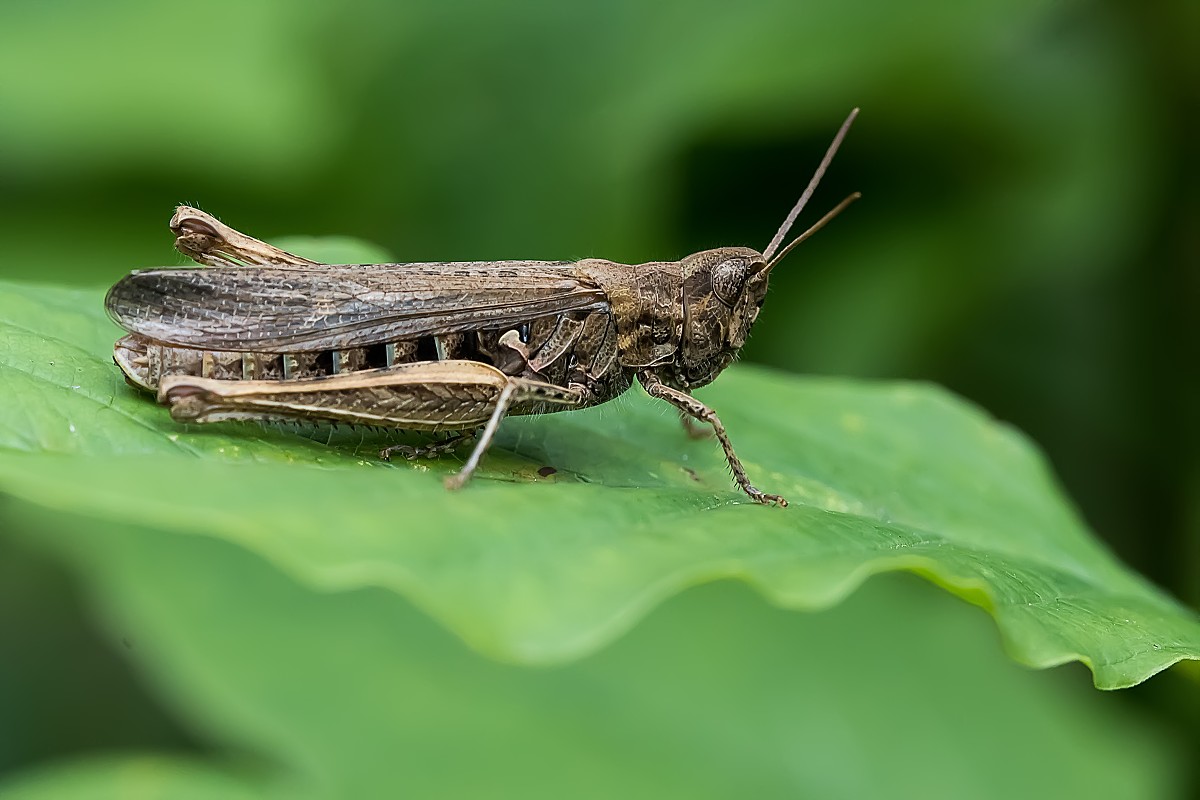 Zbliżenia