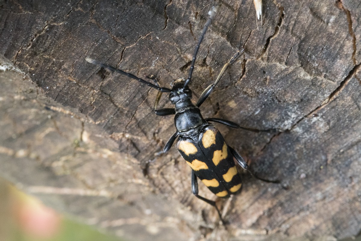 Zbliżenia