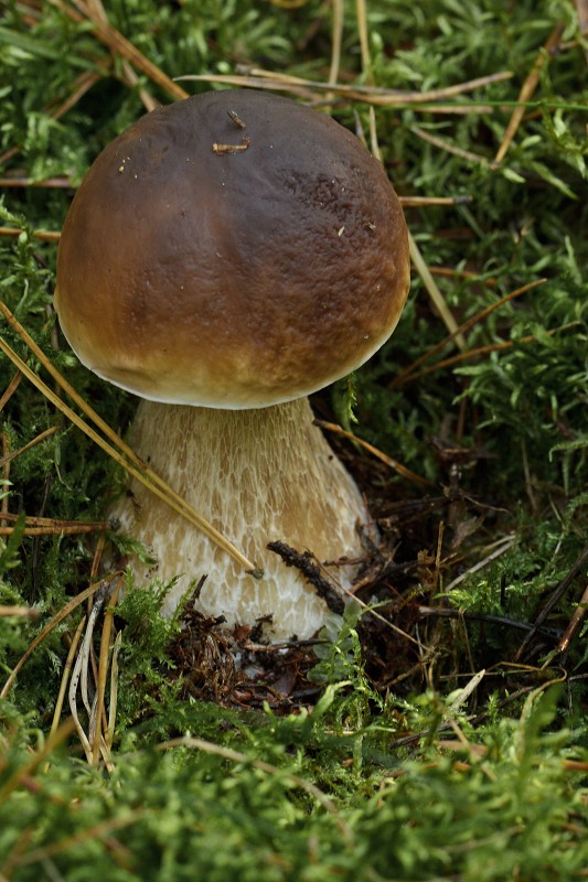 Zbliżenia
