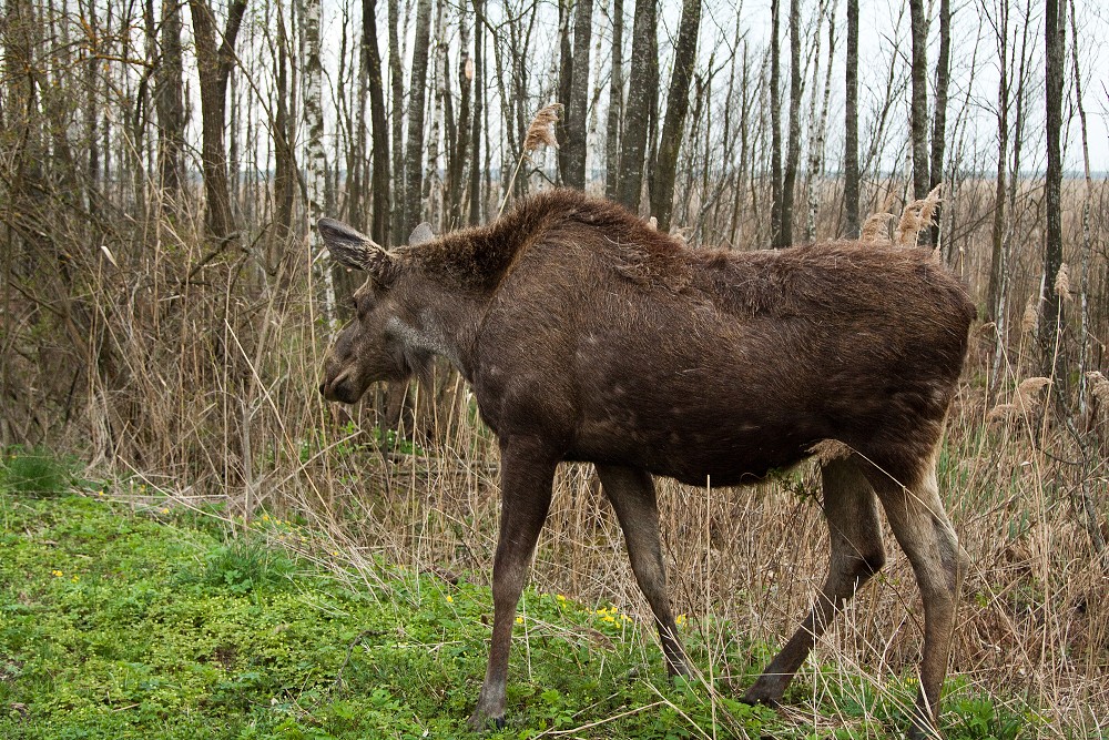 MIEJSCOWY MIESZKANIEC 