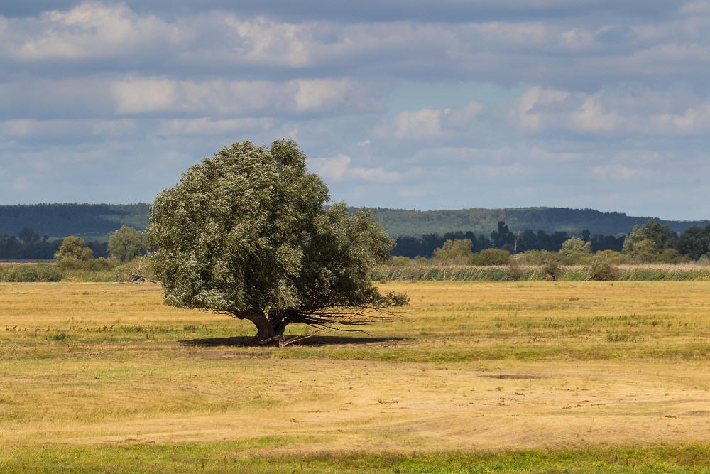 Ujście Warty