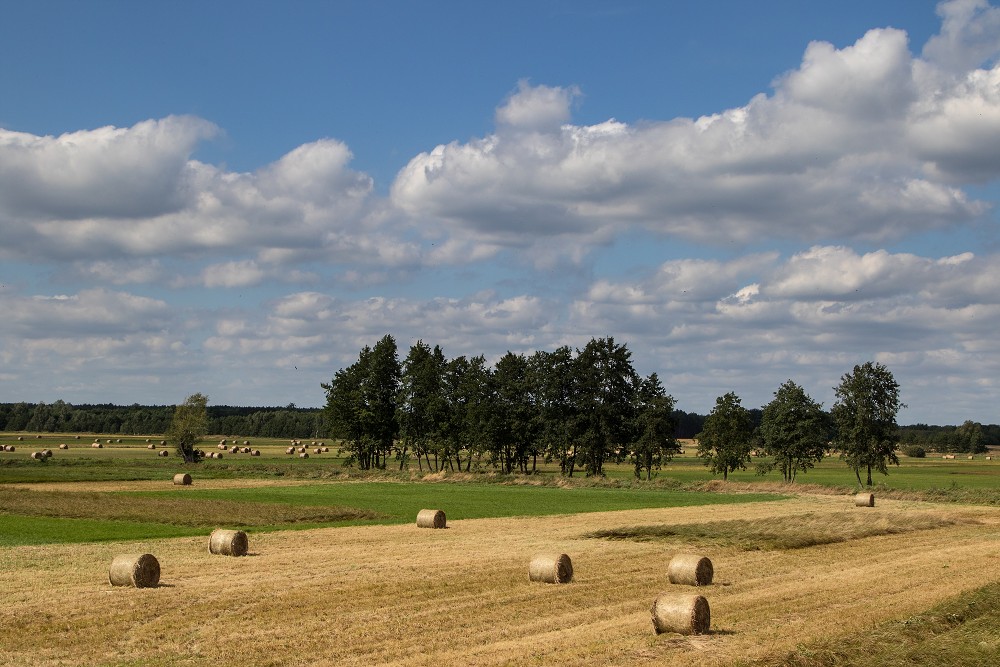 Ujście Warty