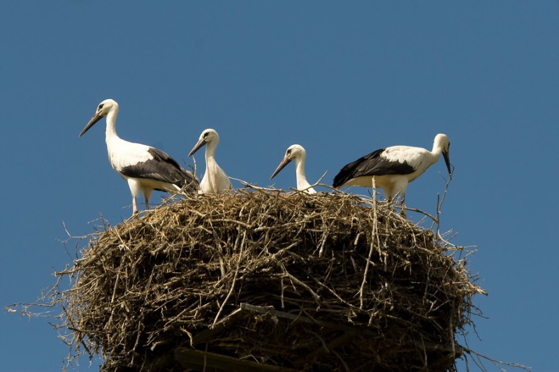 Młode bociany - Kozielec 