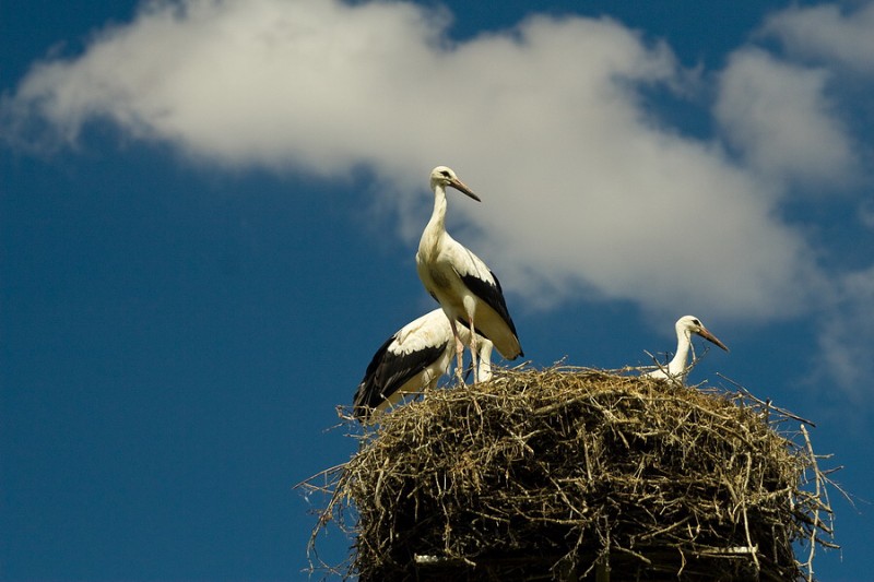 Młode bociany - Kozielec 
