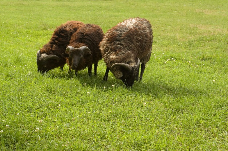 Chrystkowo - owce wrzosówki 