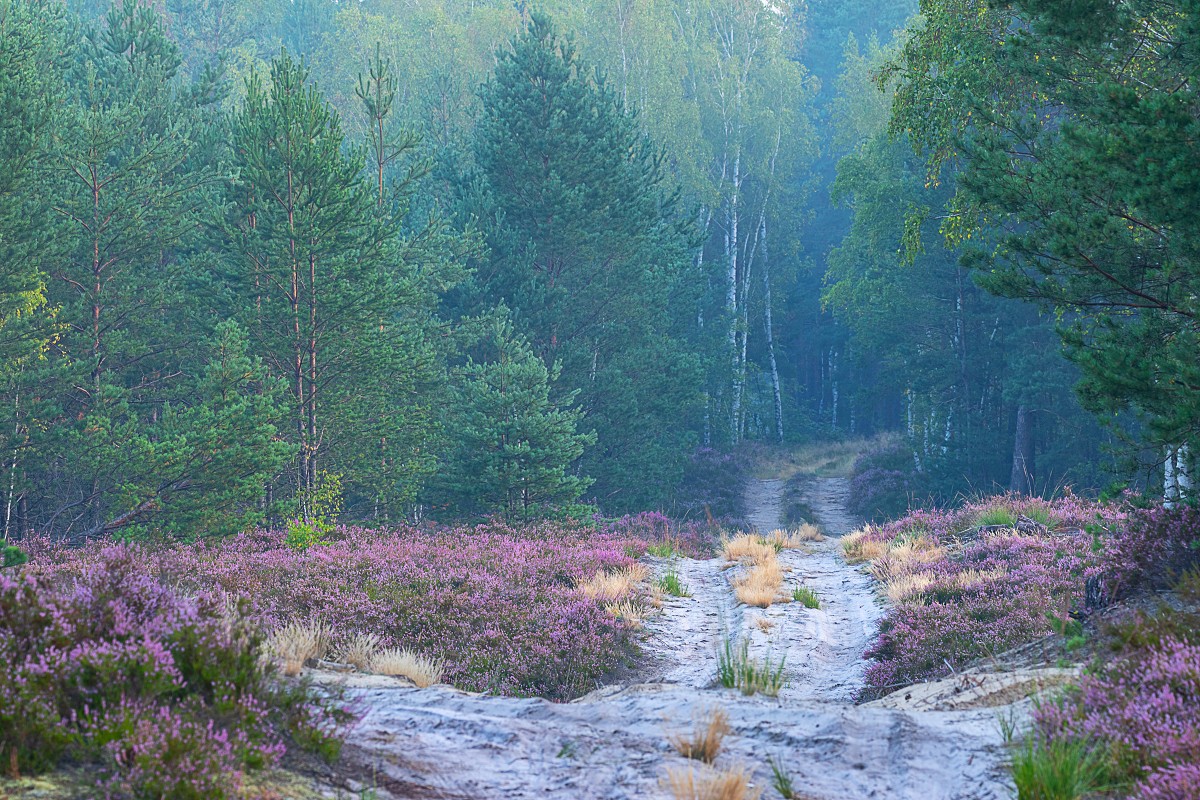 Przemkowski Park Krajobrazowy 